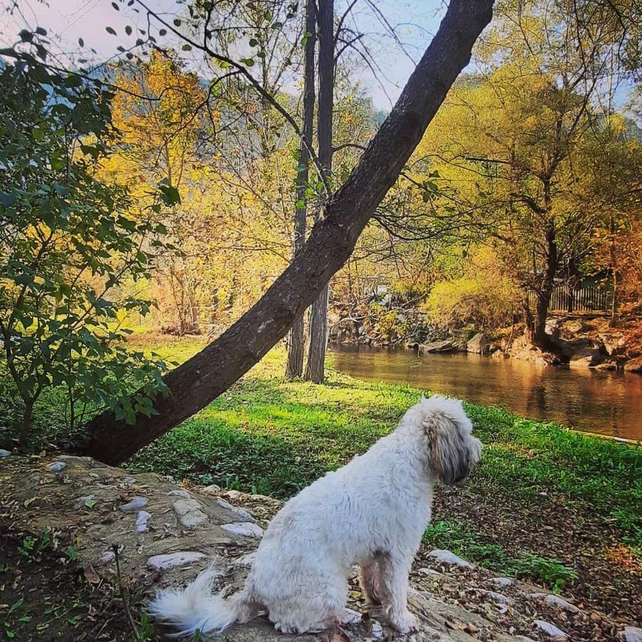Golemi Kamik Pirot Vlasi Buitenkant foto